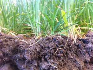 Carbon Dioxide Removal Certificate (CORC) - ECOERA Millennium(TM) Biochar Carbon Sink